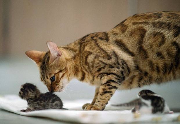 Какая порода кошек рожает одного котенка