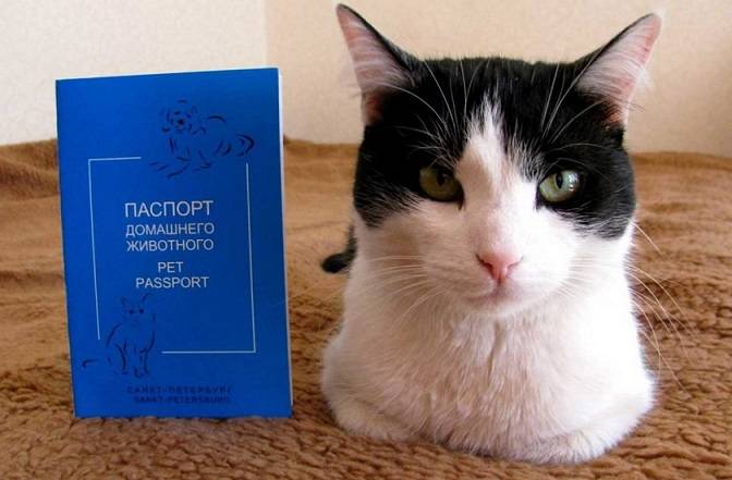 Какой должен быть паспорт у кошки