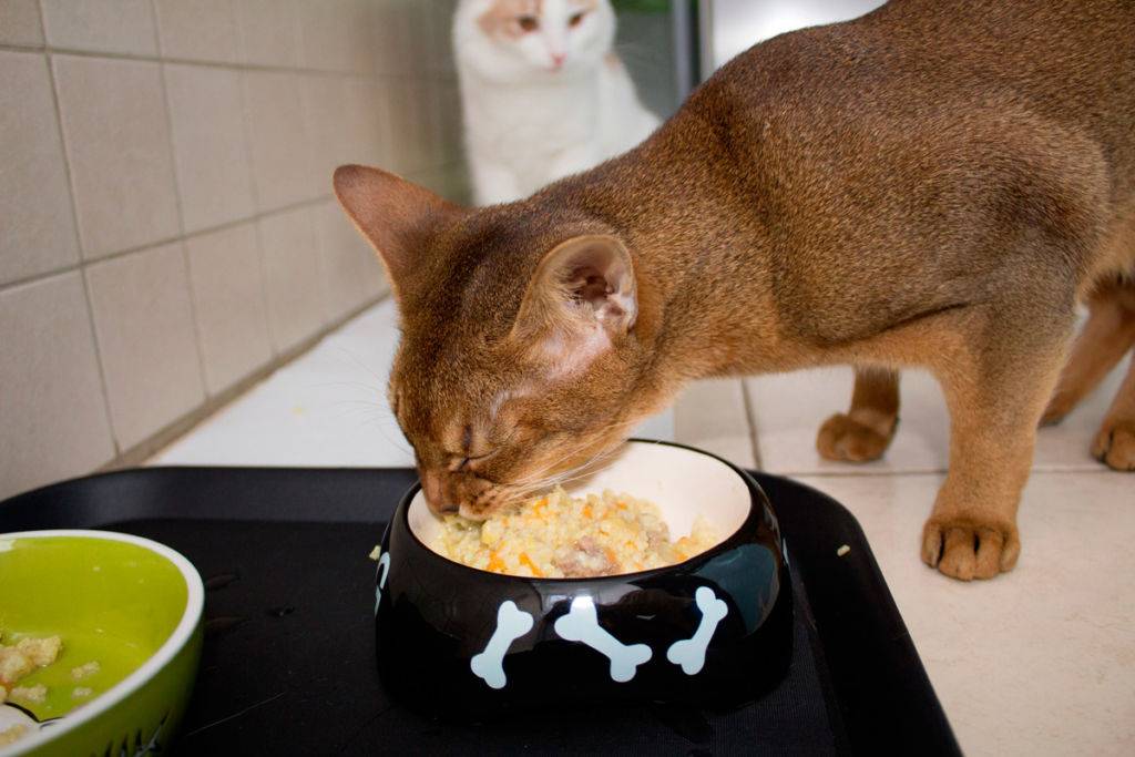 Ветеринары рекомендуют корм для кошек