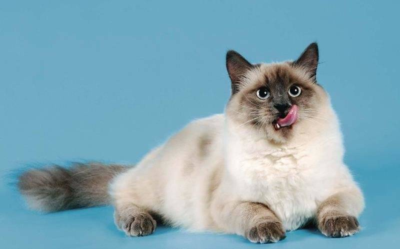 Кошка сибирской породы с голубыми глазами