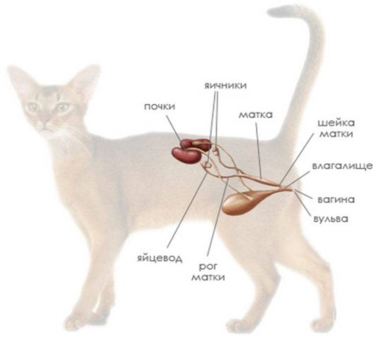 Матка и яичники кошки. Анатомия мочеполовой системы кошки. Мочеполовая система кота анатомия. Мочевыделительная система кошки анатомия.