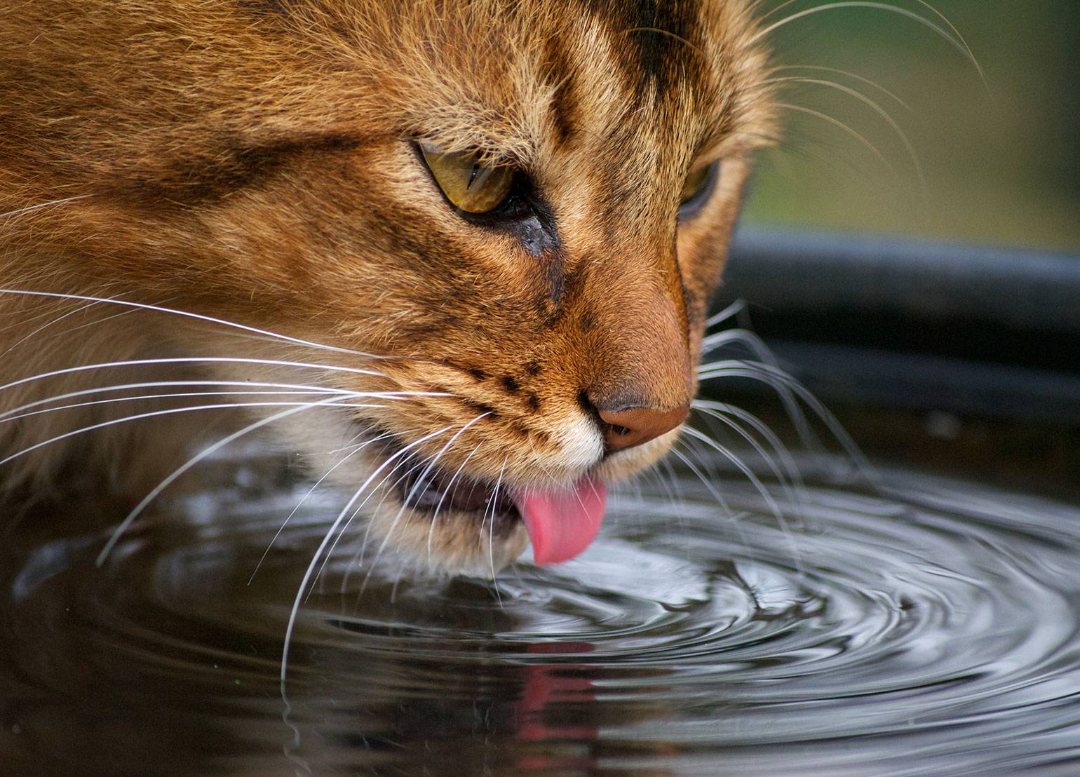 Сколько кошка может жить без воды