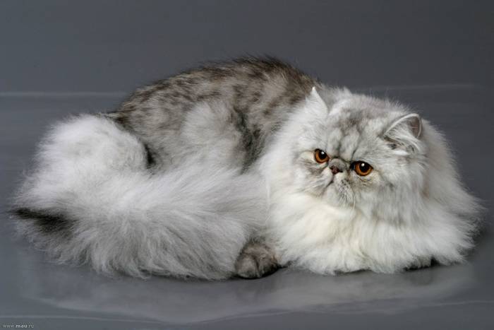 Порода домашних кошек с пушистым хвостом