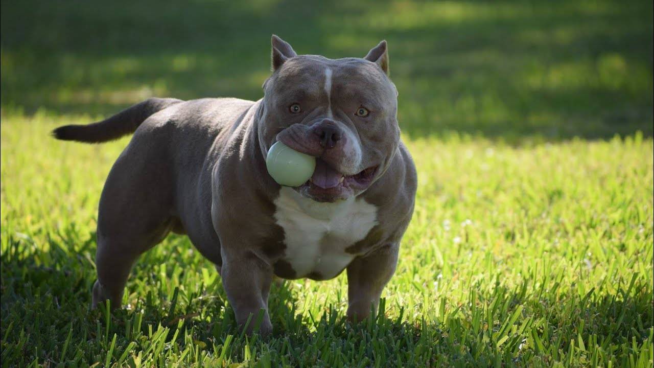 Американский булли – фото собаки, описание породы, цена щенков