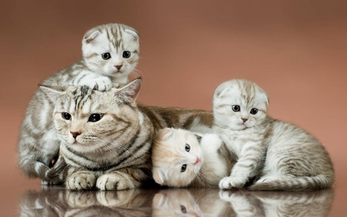 Сколько кошка может рожать первого котенка