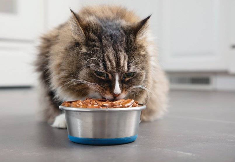 Каким сухим кормом лучше кормить кошку