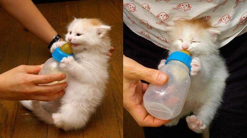 Сколько у кошек молока