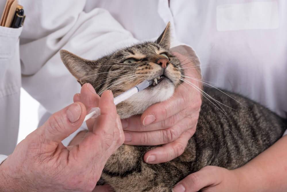 Лечение цистита у кота канефроном