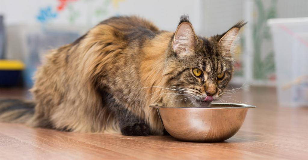 Корм брит для кошек класс корма