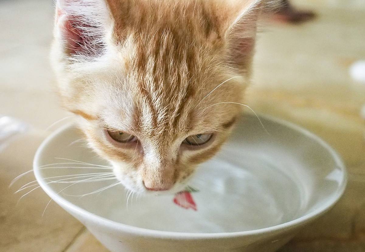 Инструкция корм ориджен для кошек