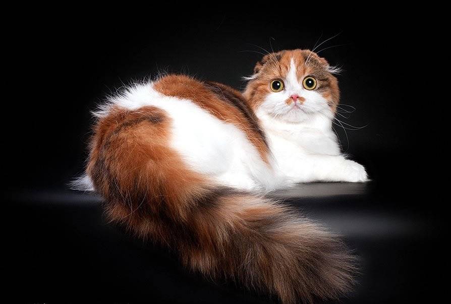 Шотландская вислоухая длинношерстная кошка описание породы характер
