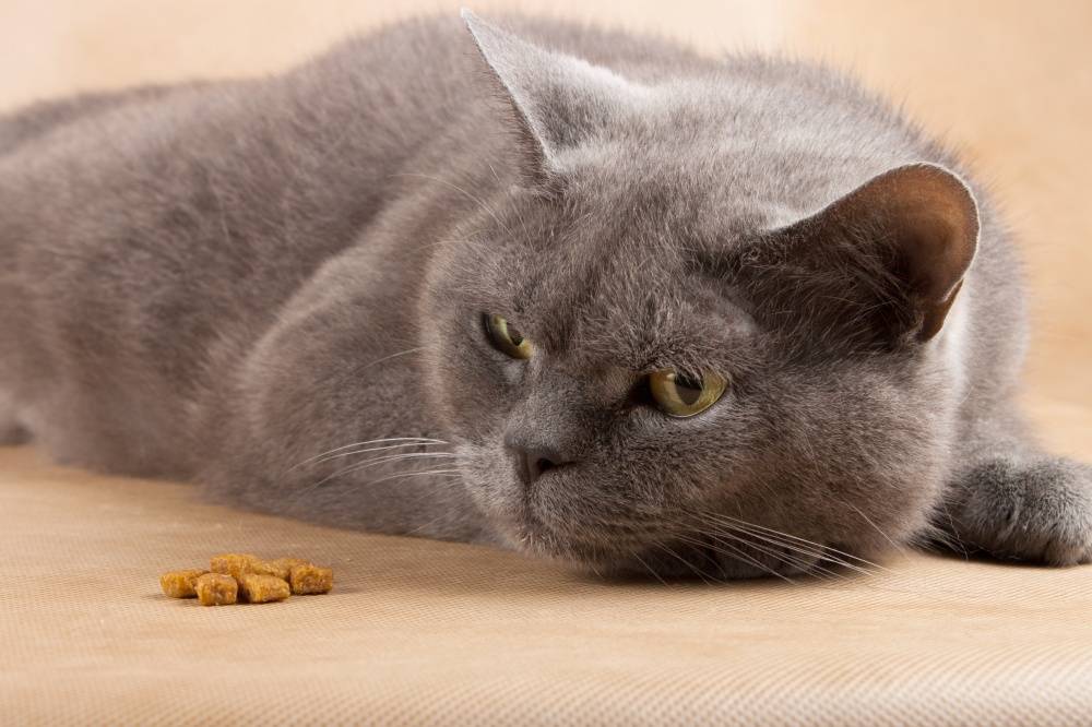 Сколько кошки жить без еды