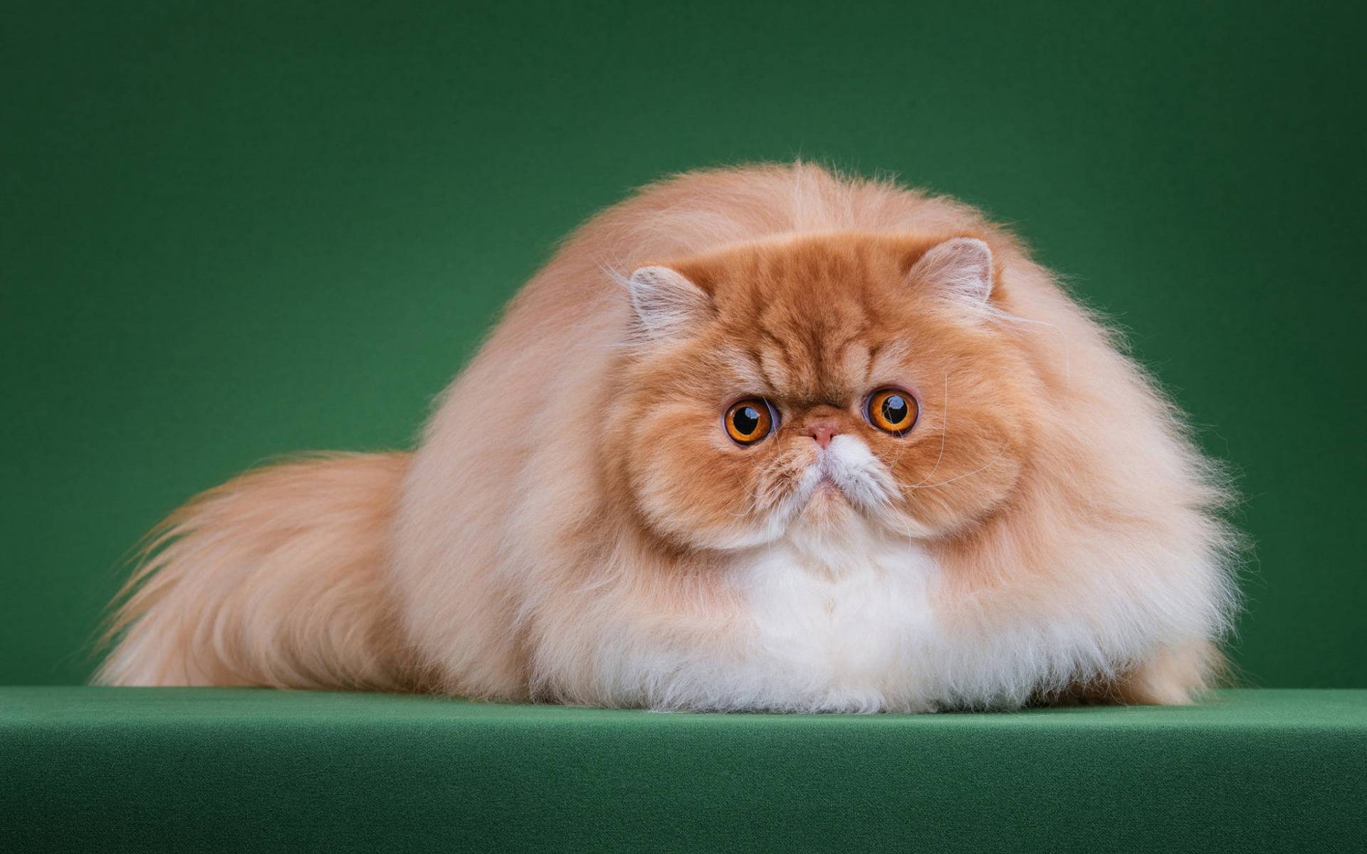 Персы кошки описание породы характер