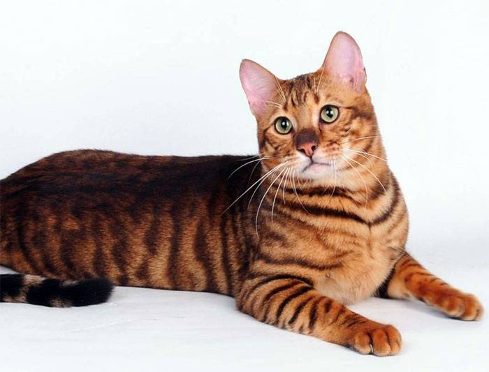 Редкие породы кошек фото с названиями пород