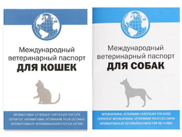 Ветеринарный паспорт для кошки какие прививки