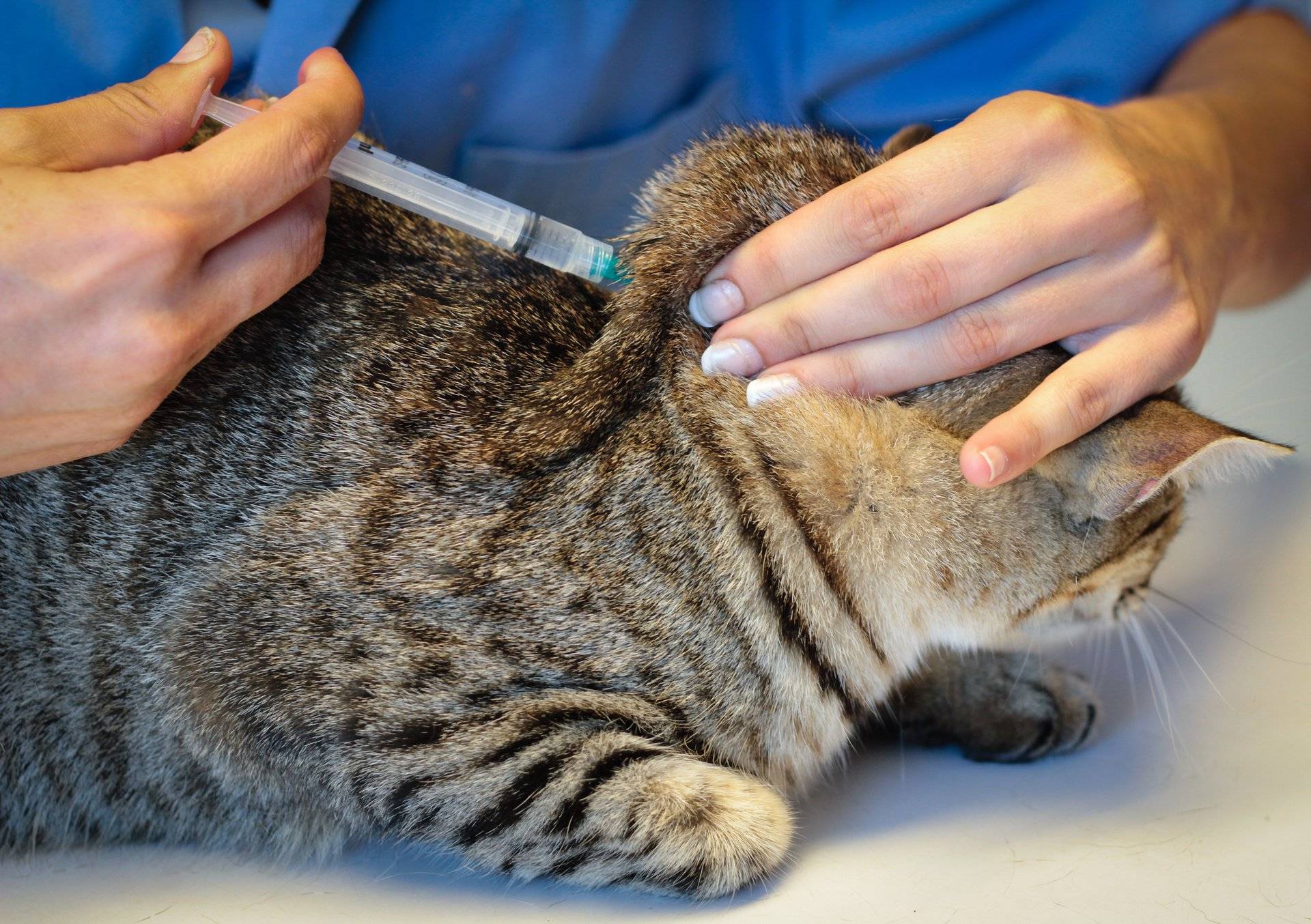 Сыворотка для иммунитета кошкам