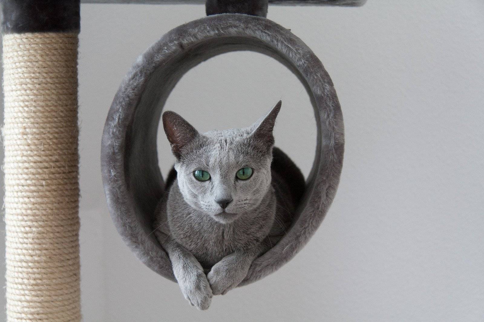 Глаза голубые у кошки сибирской породы