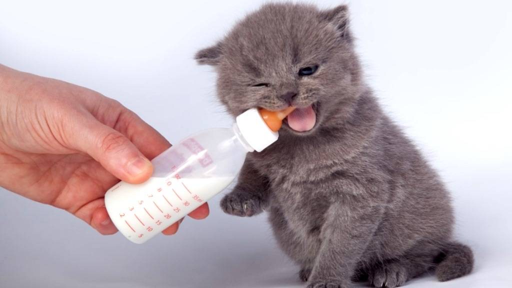 Какое молоко давать кормящей кошке