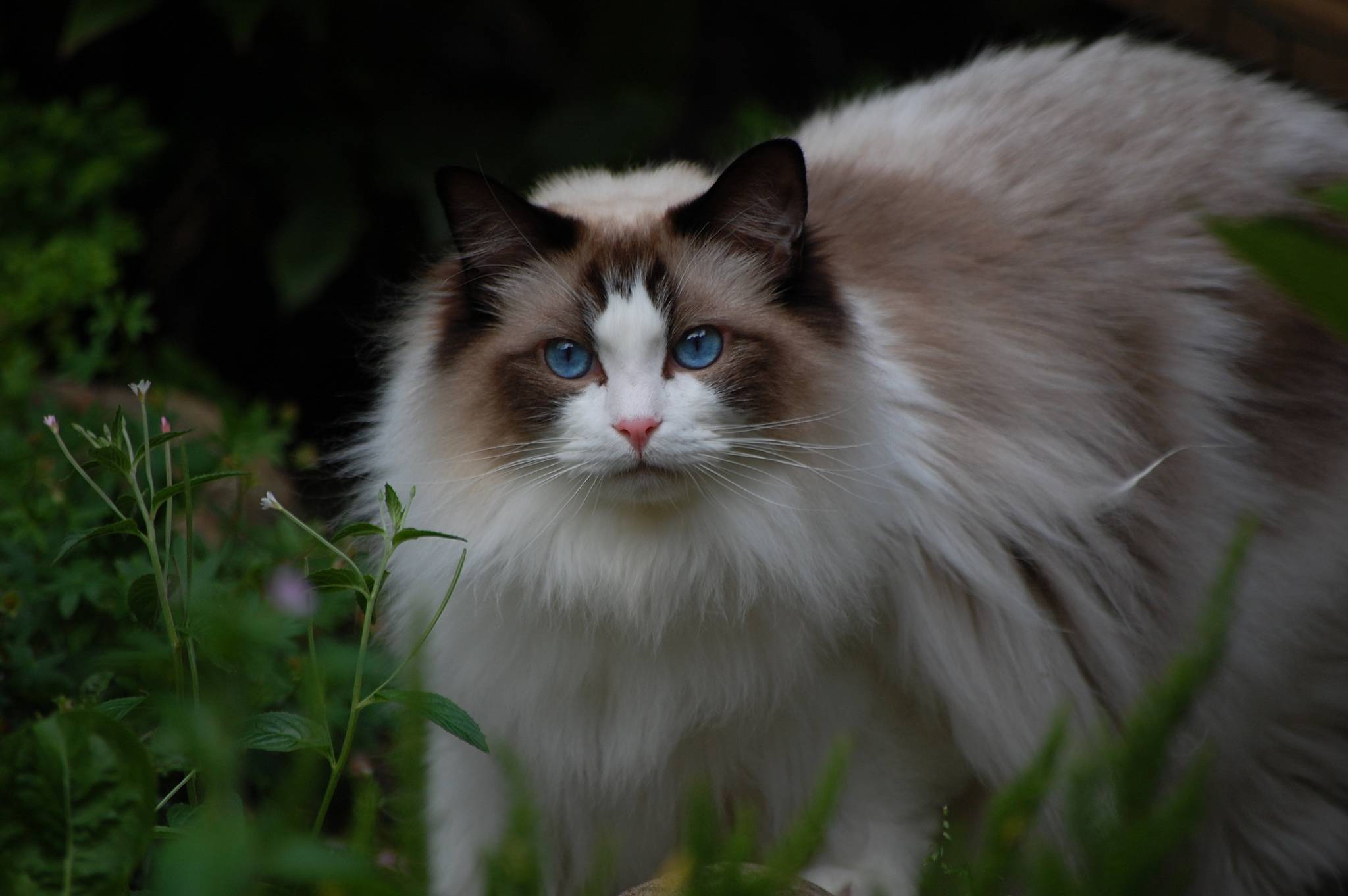 Все о кошках породы рэгдолл: особенности внешнего вида и темперамента