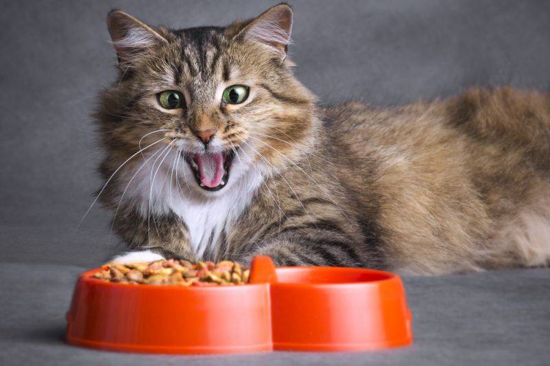 Самый лучший сухой корм для кошек по мнению ветеринаров