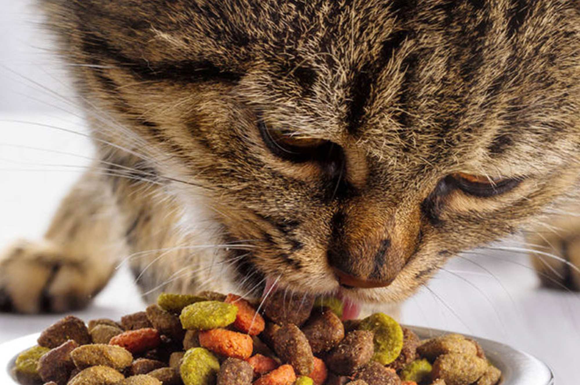 Корм orijen для кошек как кормить