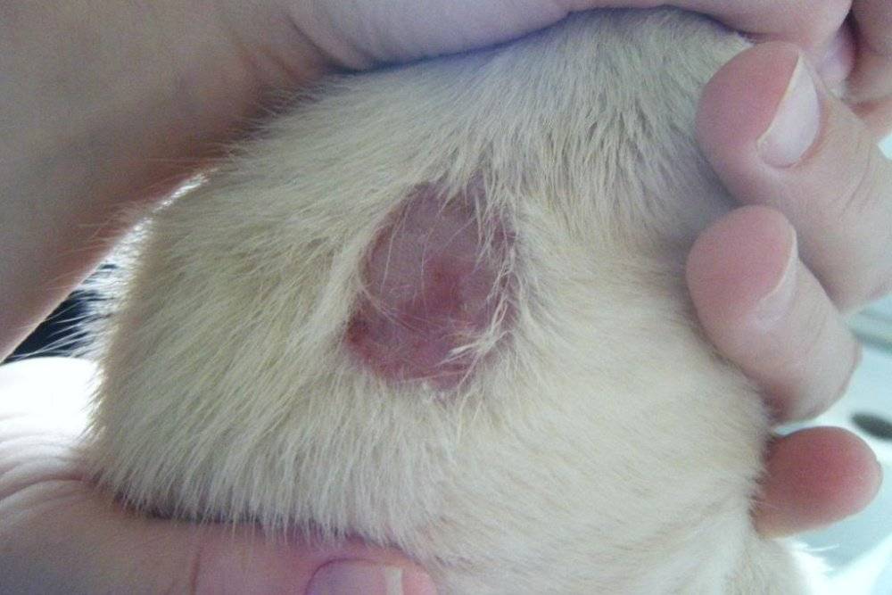 Прививка от лишая котятам вакдерм