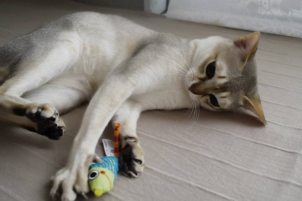 Все о сингапурской породе кошек