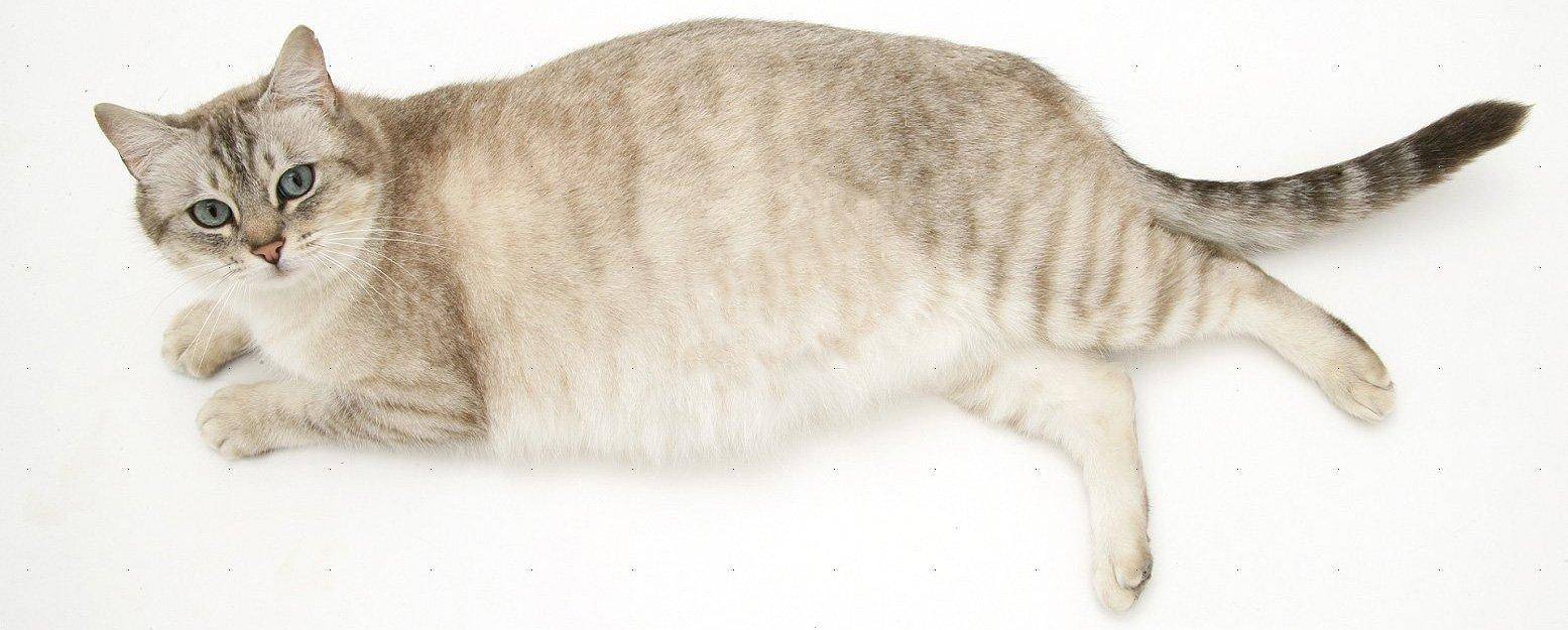 Как узнать есть ли у кошки глисты