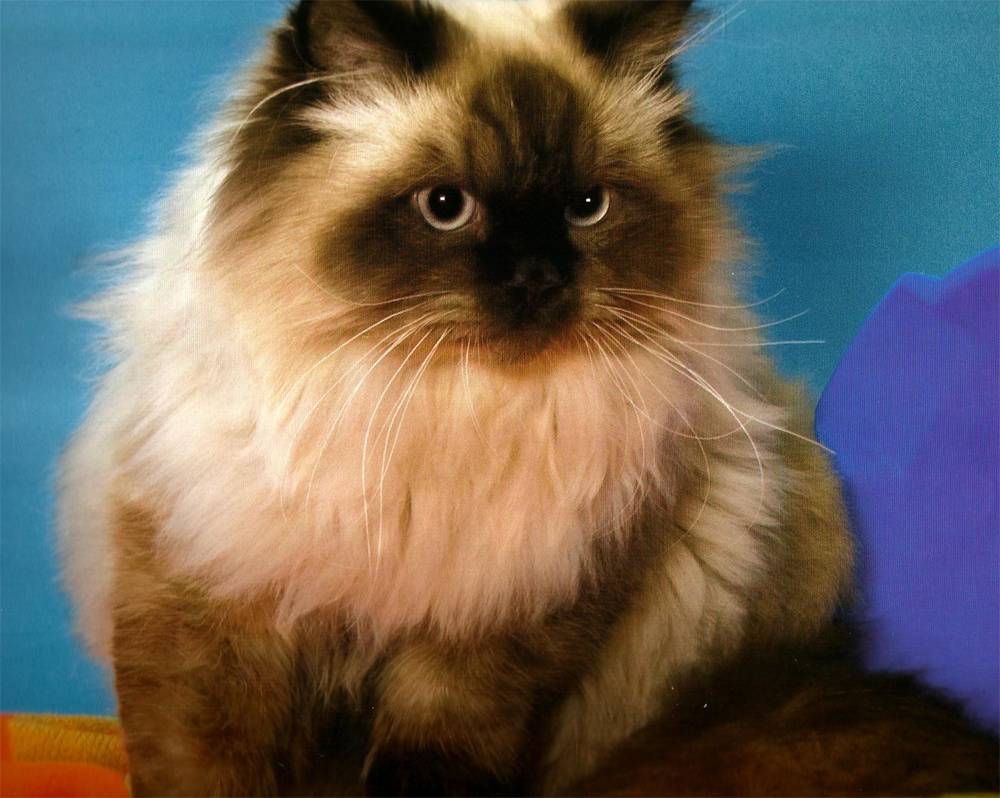 Персы кошки описание породы характер