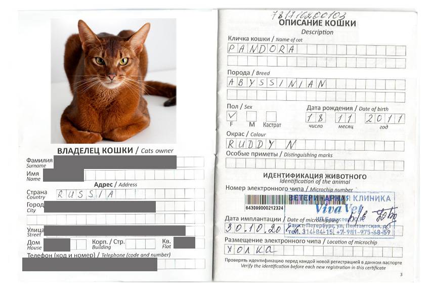 Сколько стоят паспорта для кошек