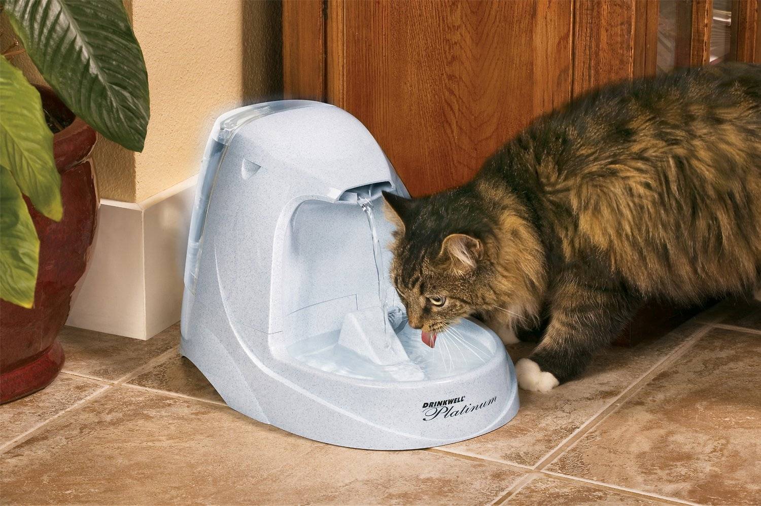 Сколько дней может обходиться кошка без воды