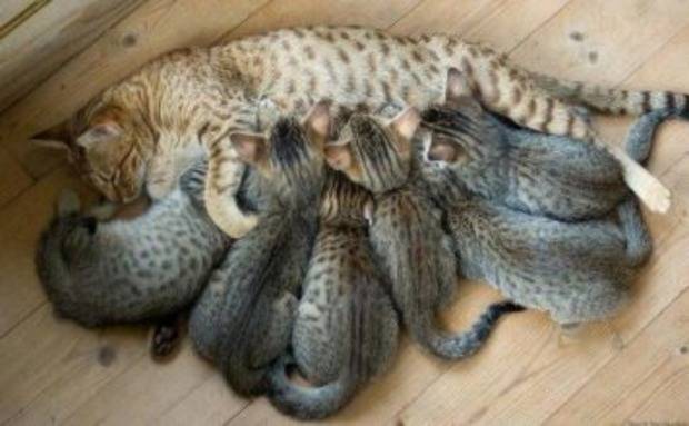 Сколько кошка может рожать одного котенка