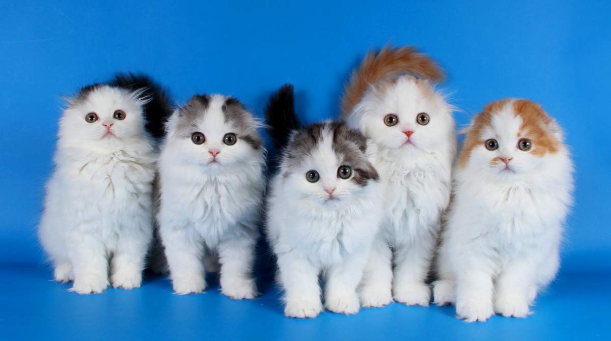 Кошки породы шотландская вислоухая длинношерстная кошка
