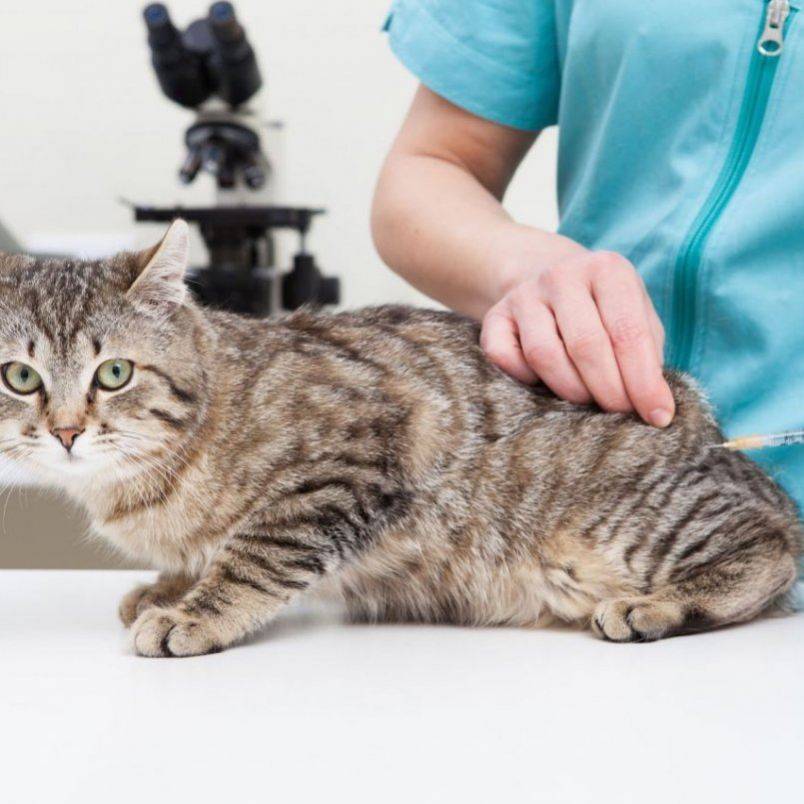 Сыворотка для иммунитета котенку