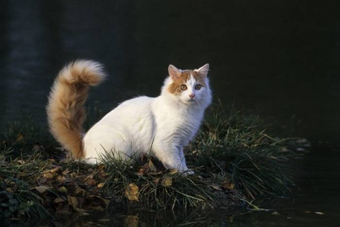 Порода домашних кошек с пушистым хвостом