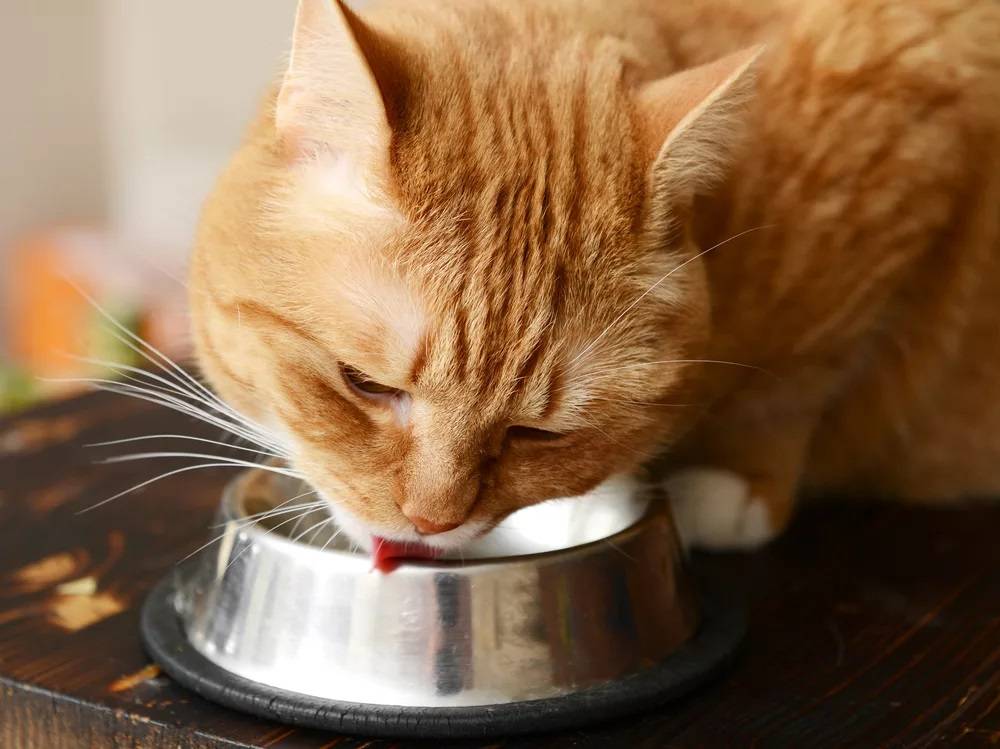 Gourmet корм для кошек состав корма