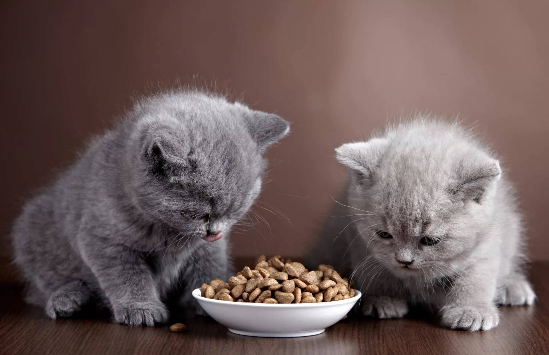 Еда для котят