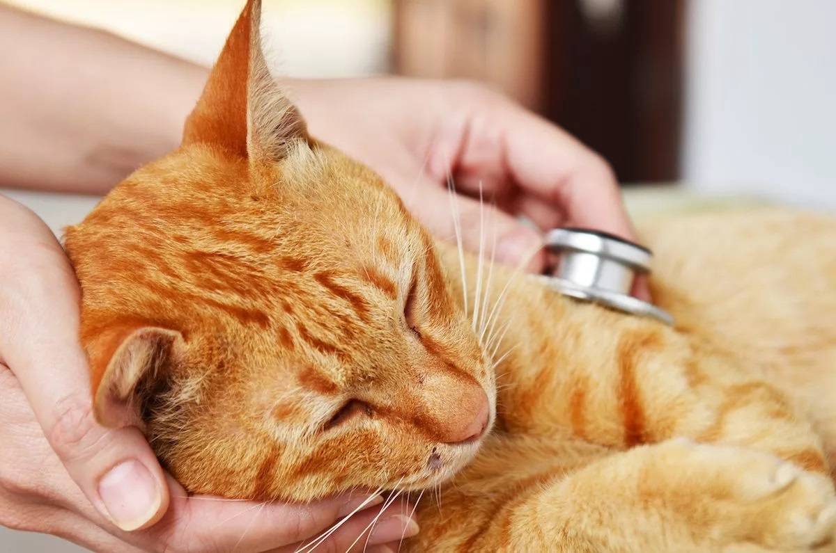 Головокружение у кошки лечение