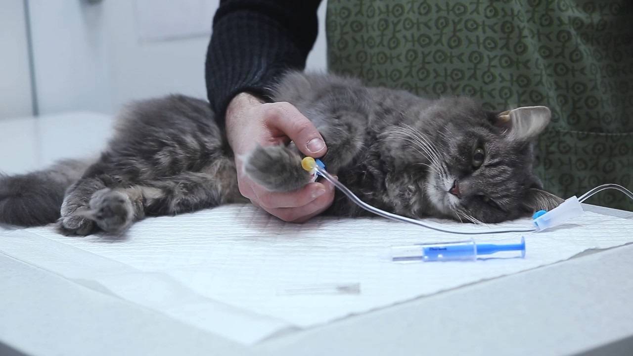 Головокружение у кошки лечение