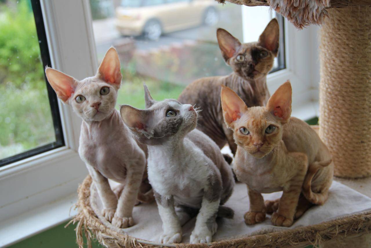 Неаллергенные кошки породы с фото, коты с гипоаллергенной шерстью