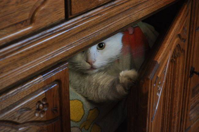 Кот залез и спрятался в холодильнике
