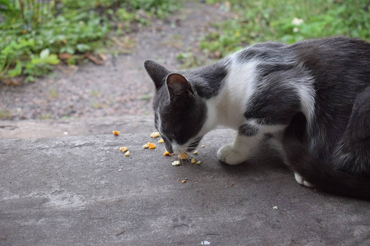 Что делать если кошка отравилась кормом для кошек