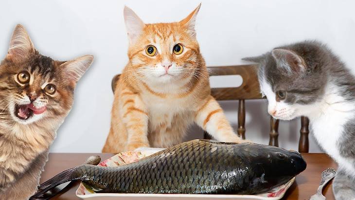 Сколько варить рыбу для кота