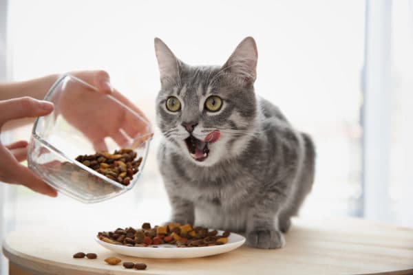 Корм или натуральная еда для кошки