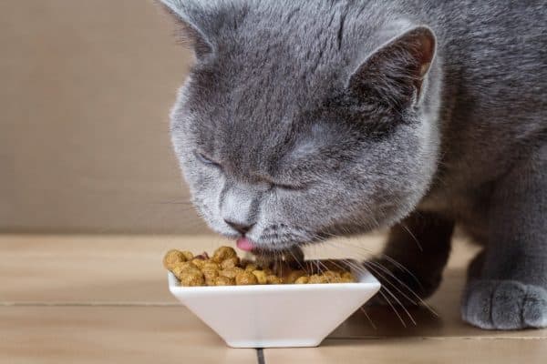 Еда для кастрированного кота