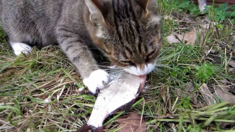Какие рыбные консервы можно кошкам