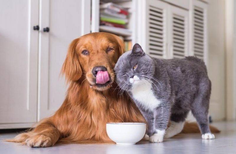 Кошка кормит собаку кормом
