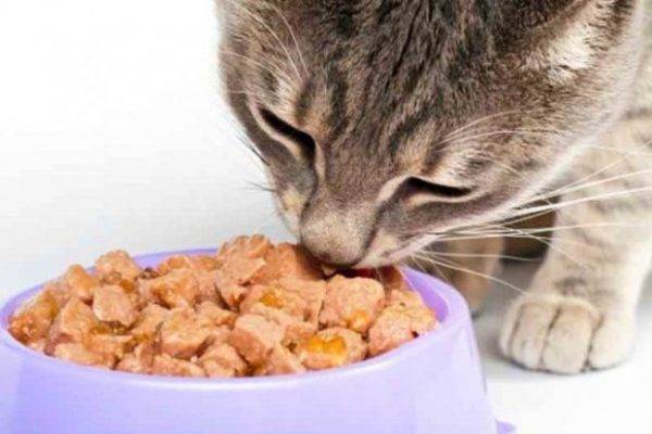 Кошки натуральное питание или сухой корм для