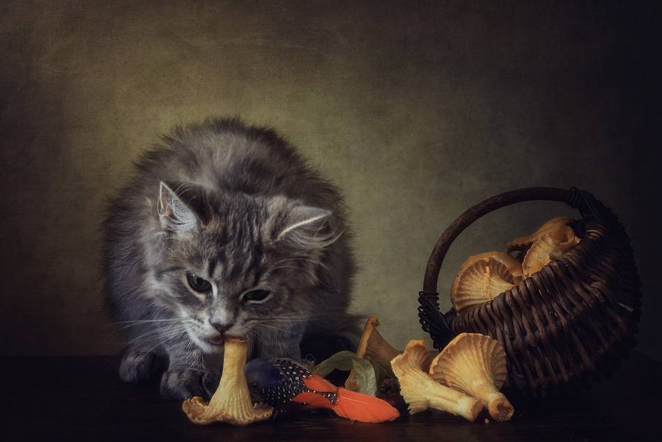 Пищевое отравление кота лечение в домашних условиях