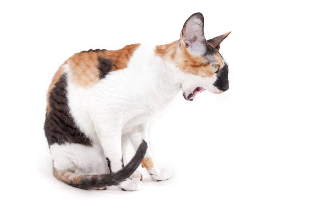 Дозировка энтеросгель для кошек при поносе